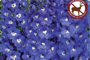 Delphinium 'Aurora Blue'